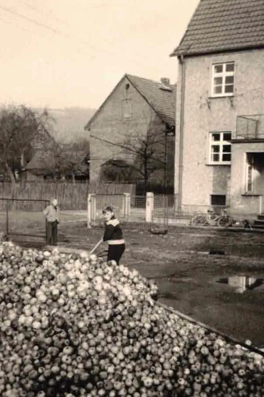 Historische Apfelernte bei Gerths